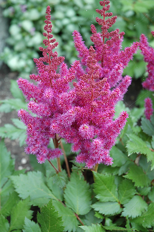 Visions Astilbe (Astilbe chinensis 'Visions') at Hillermann Nursery