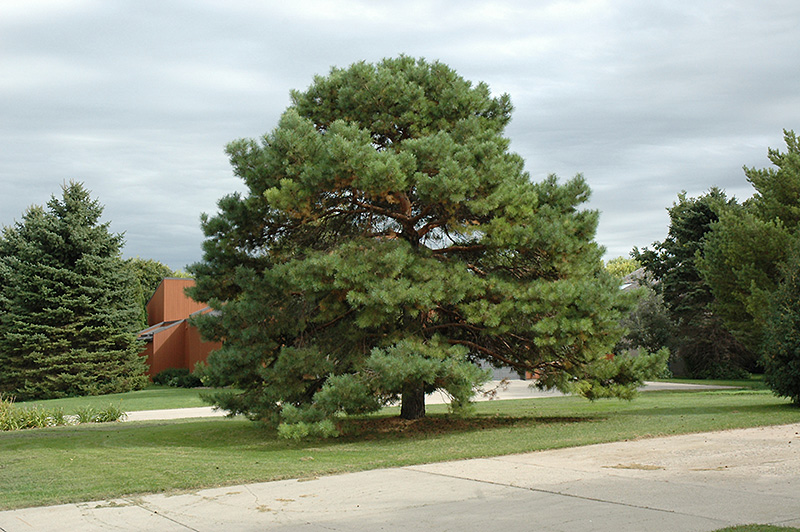Scotch Pine (Pinus sylvestris) at Hillermann Nursery