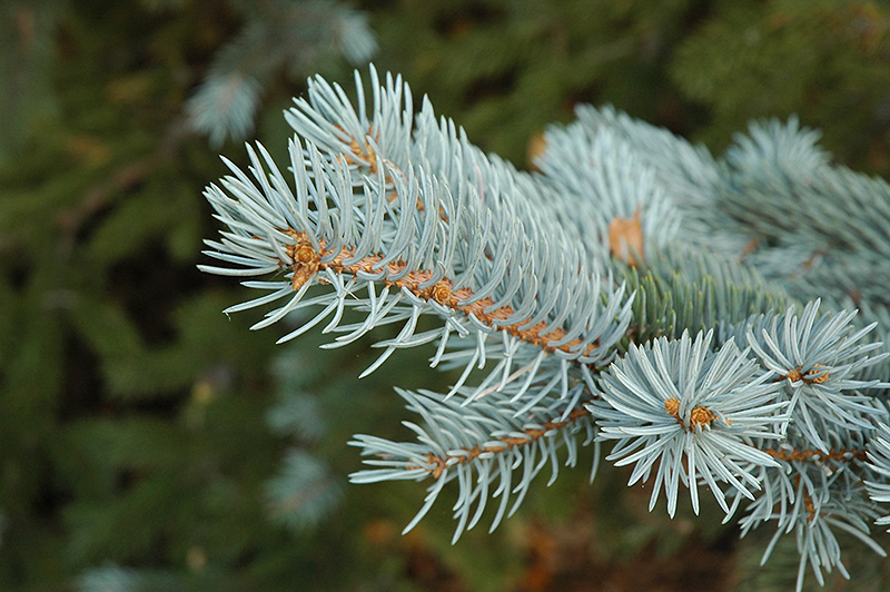 Blue Colorado Spruce (Picea pungens 'var. glauca') at Hillermann Nursery
