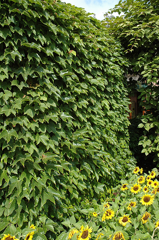 Boston Ivy (Parthenocissus tricuspidata) at Hillermann Nursery