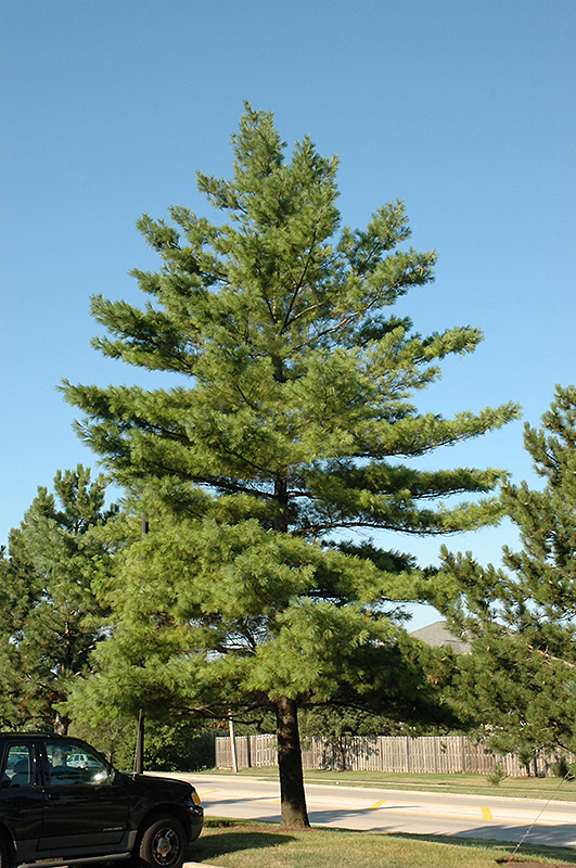 White Pine (Pinus strobus) at Hillermann Nursery