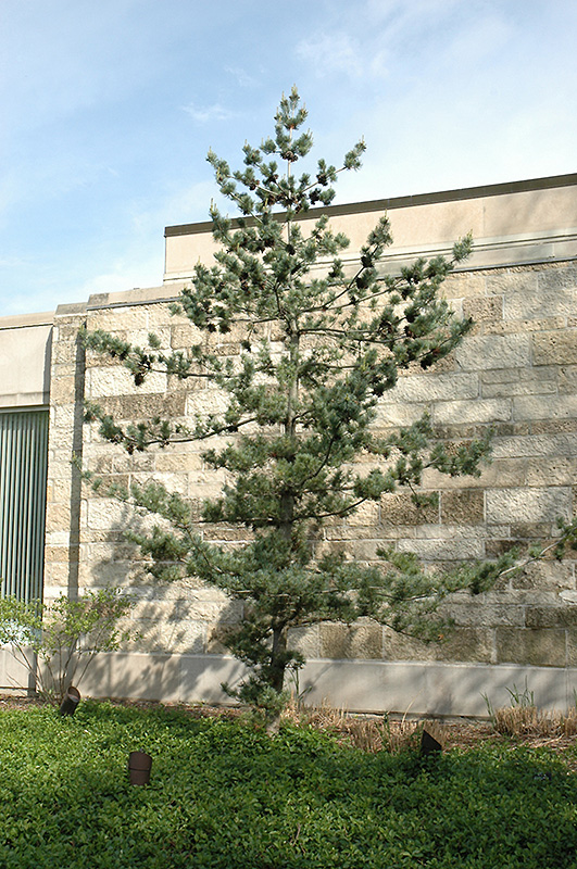 Japanese White Pine (Pinus parviflora) at Hillermann Nursery