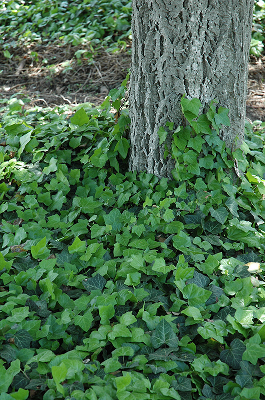 Baltic Ivy (Hedera helix 'Baltica') at Hillermann Nursery