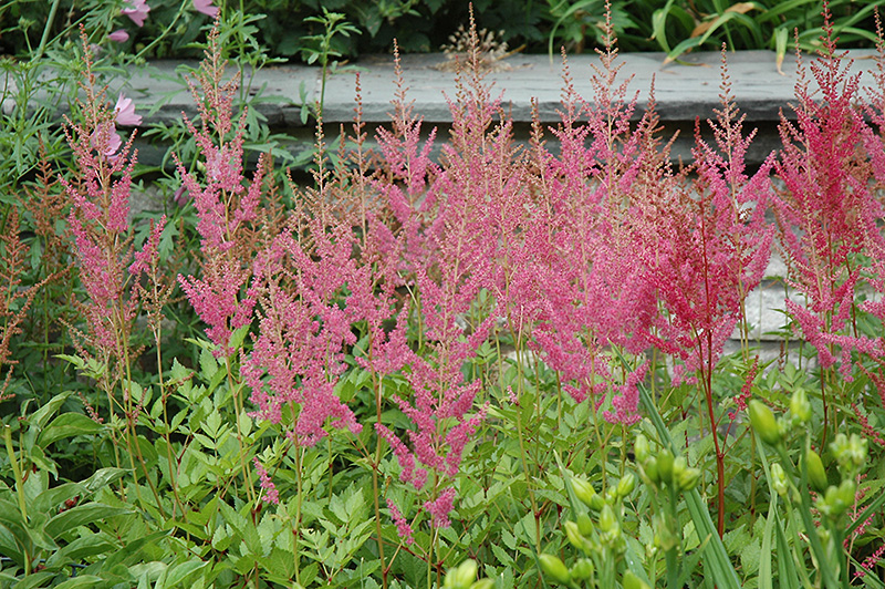 Visions in Pink Chinese Astilbe (Astilbe chinensis 'Visions in Pink') at Hillermann Nursery