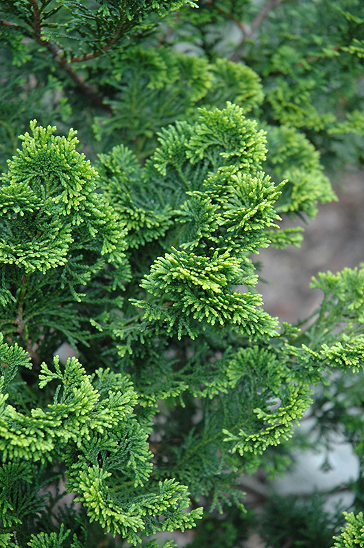 Aurora Hinoki Falsecypress (Chamaecyparis obtusa 'Aurora') at Hillermann Nursery