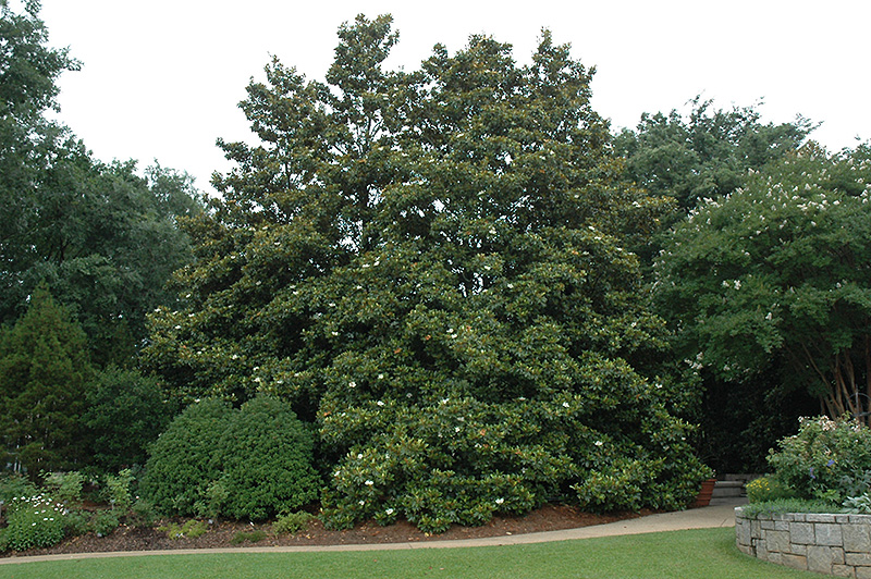 Edith Bogue Magnolia (Magnolia grandiflora 'Edith Bogue') at Hillermann Nursery