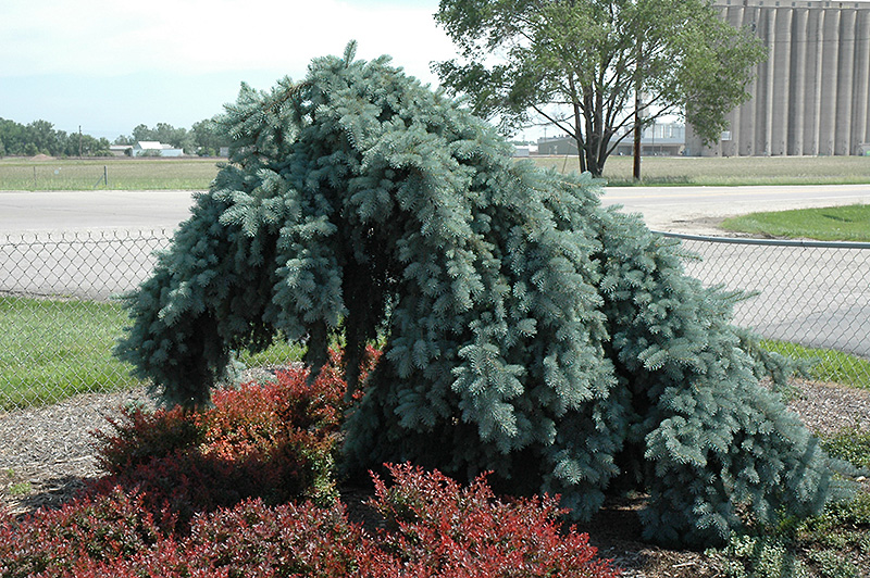 Weeping Blue Spruce (Picea pungens 'Pendula (tree form)') at Hillermann Nursery