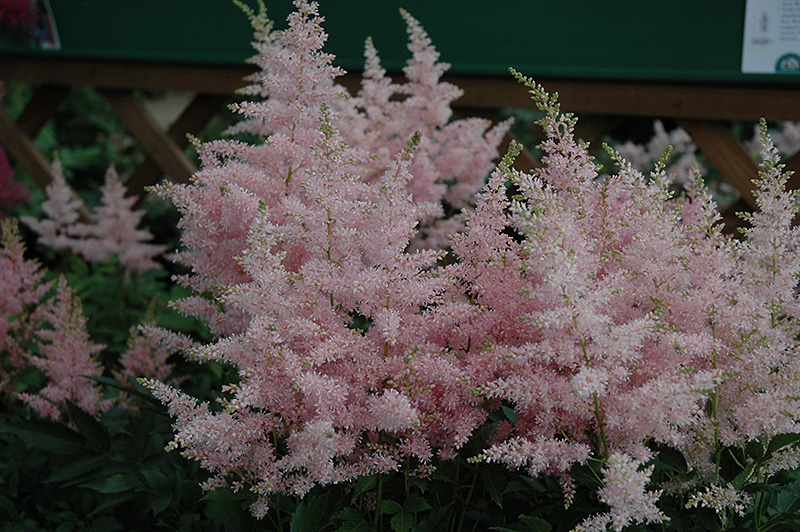 Younique Silvery Pink Astilbe (Astilbe 'Verssilverypink') at Hillermann Nursery