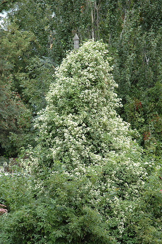 Sweet Autumn Clematis (Clematis terniflora) at Hillermann Nursery