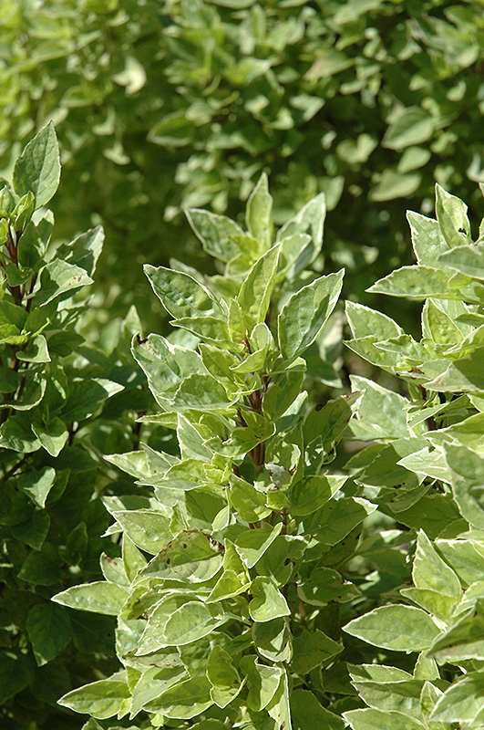Pesto Perpetuo Basil (Ocimum x citriodorum 'Pesto Perpetuo') at Hillermann Nursery