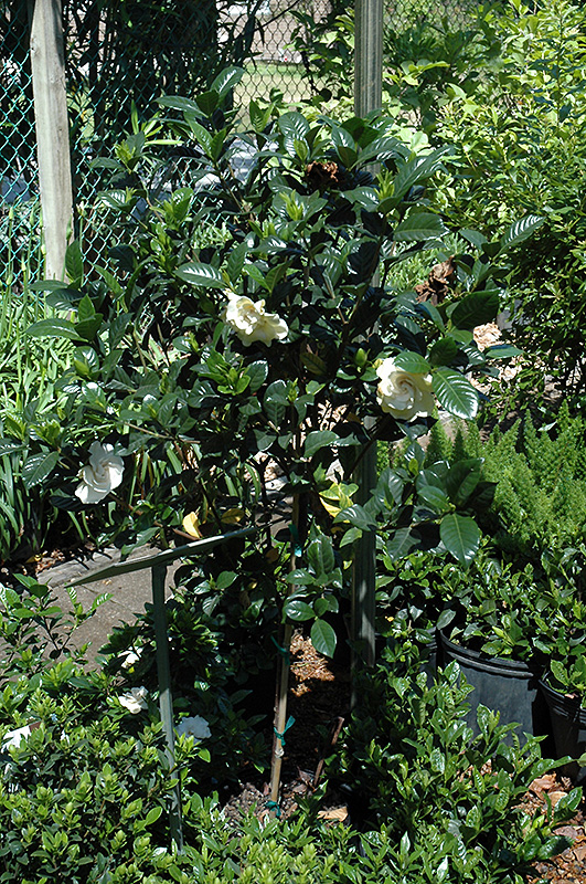 Gardenia (tree form) (Gardenia jasminoides '(tree form)') at Hillermann Nursery