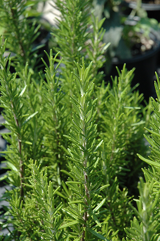 Barbeque Rosemary (Rosmarinus officinalis 'Barbeque') at Hillermann Nursery