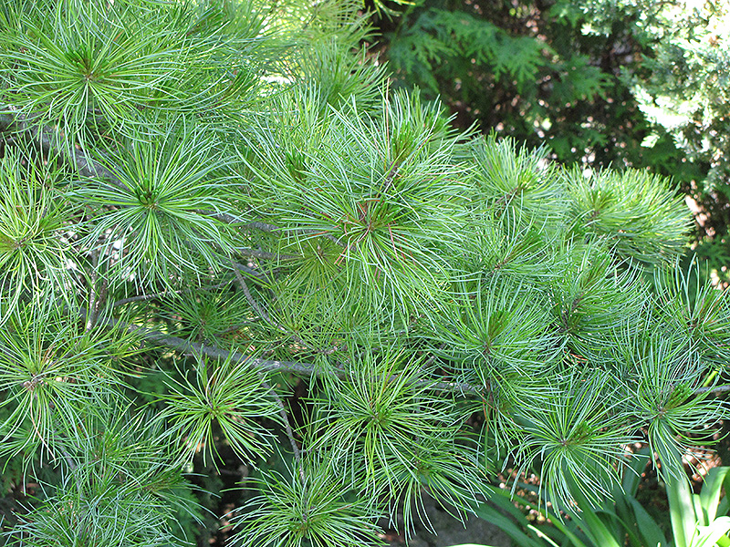 Japanese White Pine (Pinus parviflora) at Hillermann Nursery