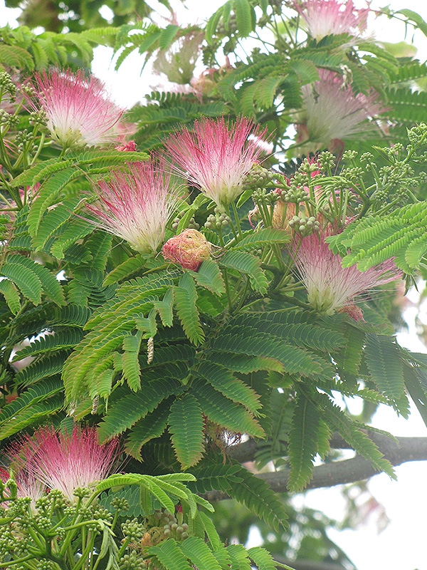 E.H. Wilson Mimosa (Albizia julibrissin 'E.H. Wilson') at Hillermann Nursery