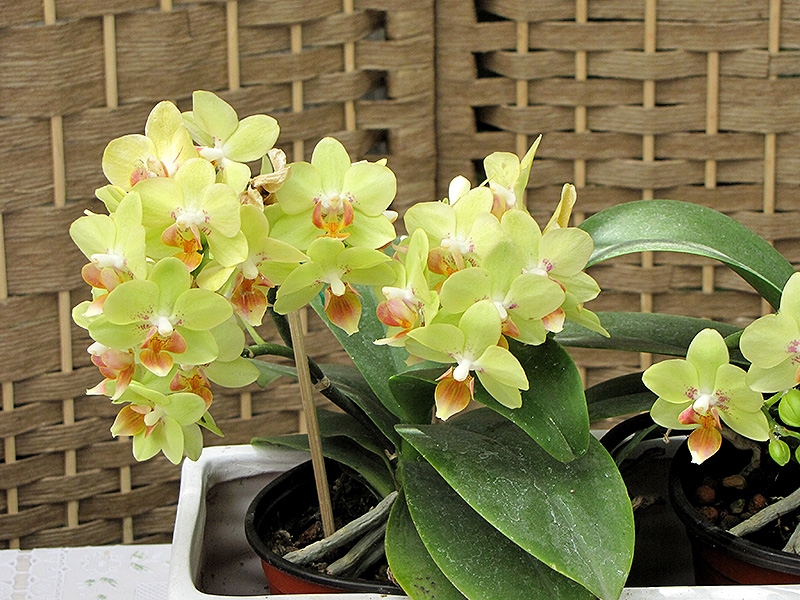 Hybrid Moth Orchid (Phalaenopsis x hybrida) at Hillermann Nursery