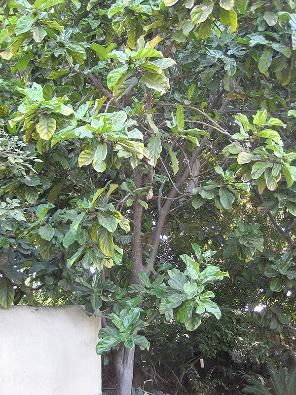 Fiddle Leaf Fig (Ficus lyrata) at Hillermann Nursery