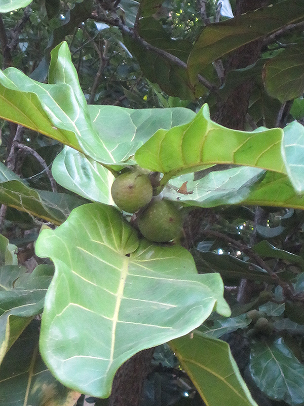 Fiddle Leaf Fig (Ficus lyrata) at Hillermann Nursery