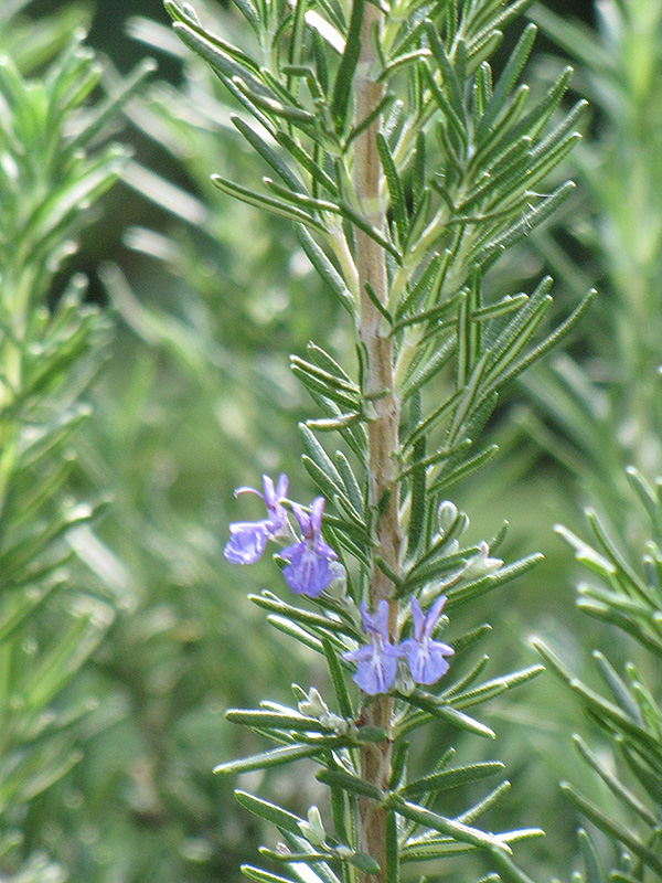 Tuscan Blue Rosemary (Rosmarinus officinalis 'Tuscan Blue') at Hillermann Nursery