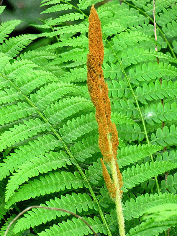 Cinnamon Fern (Osmunda cinnamomea) at Hillermann Nursery