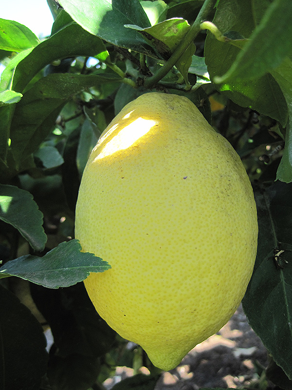 Lemon (Citrus limon) at Hillermann Nursery