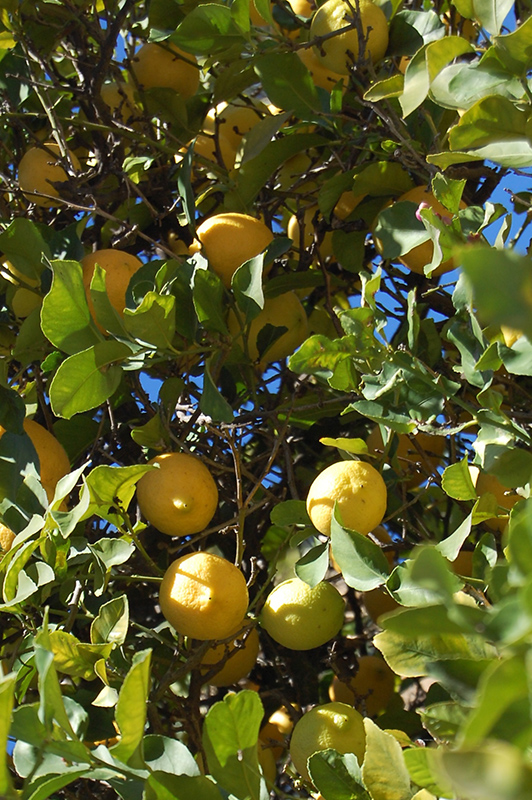 Lemon (Citrus limon) at Hillermann Nursery