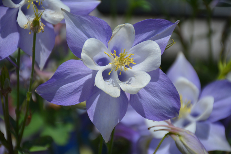 Origami Blue and White Columbine (Aquilegia 'Origami Blue and White') at Hillermann Nursery