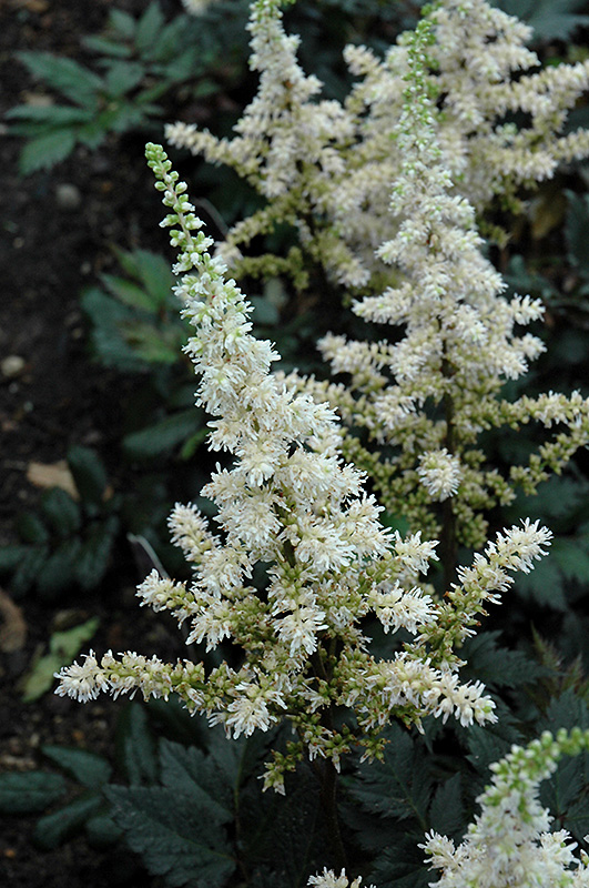 Visions in White Chinese Astilbe (Astilbe chinensis 'Visions in White') at Hillermann Nursery