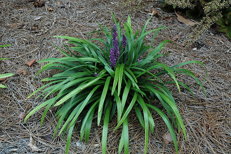 Royal Purple Lily Turf (Liriope muscari 'Royal Purple') at Hillermann Nursery