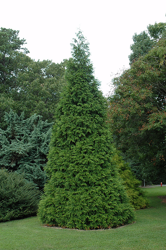 Green Giant Arborvitae (Thuja 'Green Giant') at Hillermann Nursery