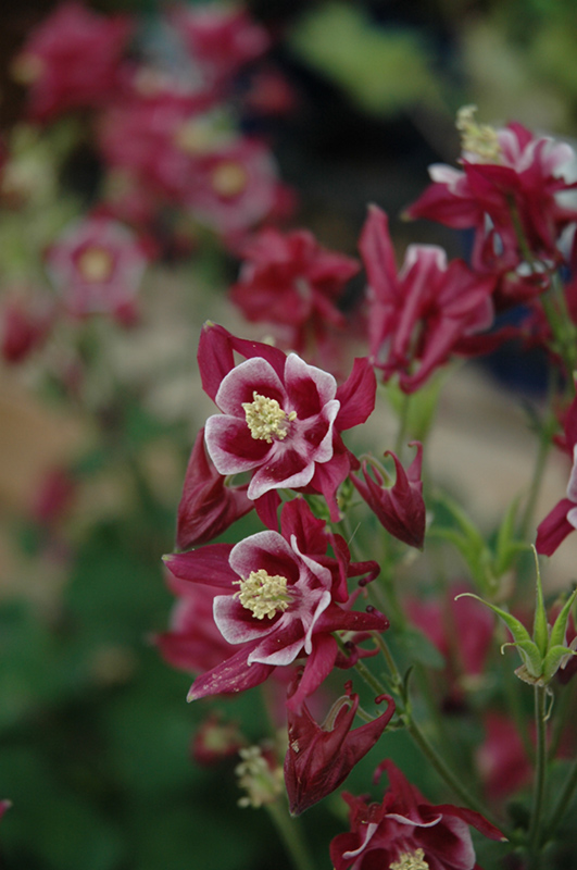 Winky Red And White Columbine (Aquilegia 'Winky Red And White') at Hillermann Nursery