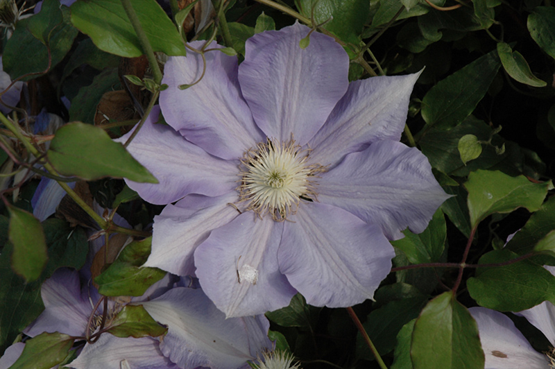 H.F. Young Clematis (Clematis 'H.F. Young') at Hillermann Nursery