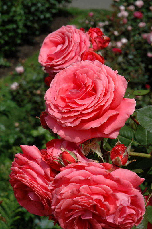 America Rose (Rosa 'JACclam') at Hillermann Nursery