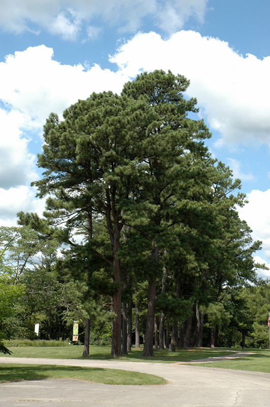 Austrian Pine (Pinus nigra) at Hillermann Nursery