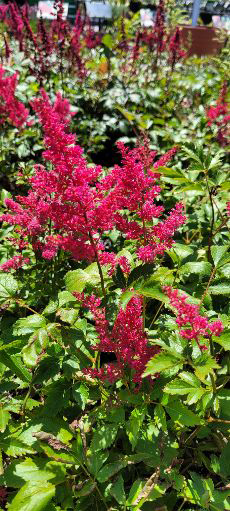 Younique Ruby Red Astilbe (Astilbe 'VersRed') at Hillermann Nursery