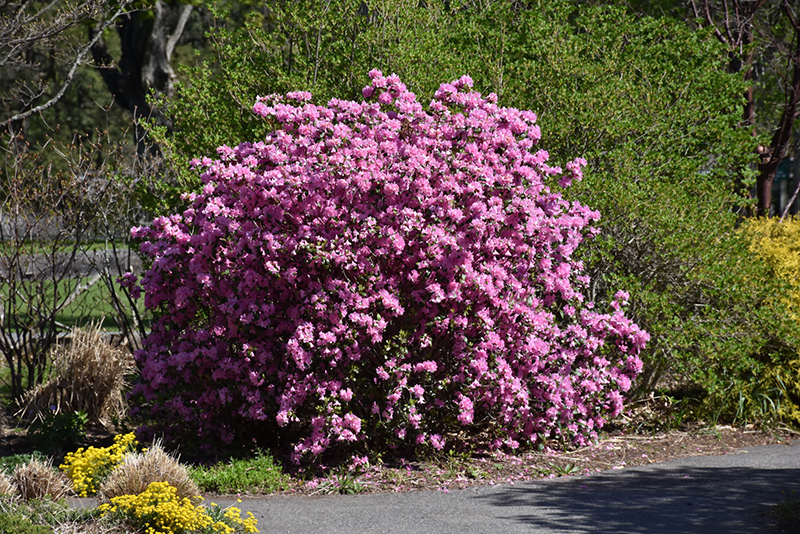 P.J.M. Elite Rhododendron (Rhododendron 'P.J.M. Elite') at Hillermann Nursery