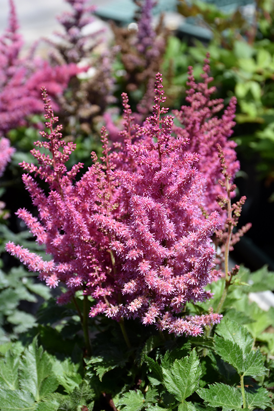 Little Vision In Pink Chinese Astilbe (Astilbe chinensis 'Little Vision In Pink') at Hillermann Nursery