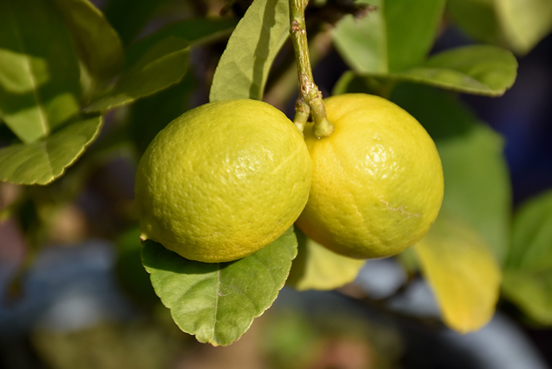 Key Lime (Citrus aurantifolia) at Hillermann Nursery
