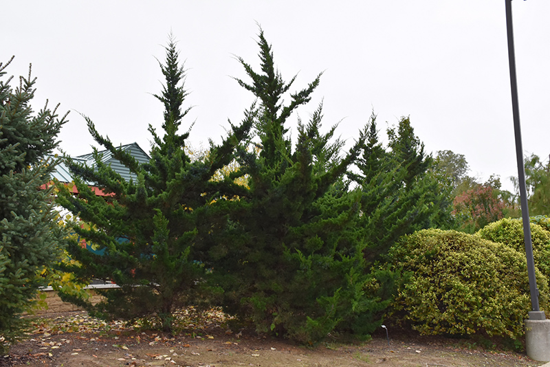 Canaertii Redcedar (Juniperus virginiana 'Canaertii') at Hillermann Nursery