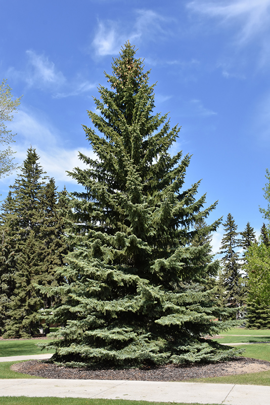 Blue Colorado Spruce (Picea pungens 'var. glauca') at Hillermann Nursery