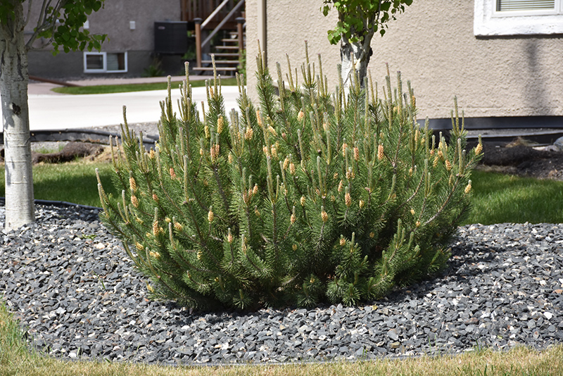 Mugo Pine (Pinus mugo) at Hillermann Nursery