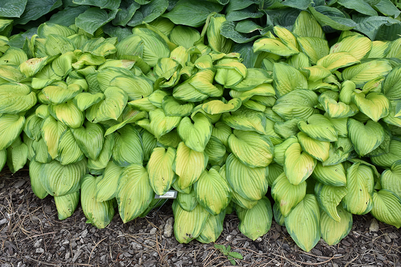 Stained Glass Hosta (Hosta 'Stained Glass') at Hillermann Nursery