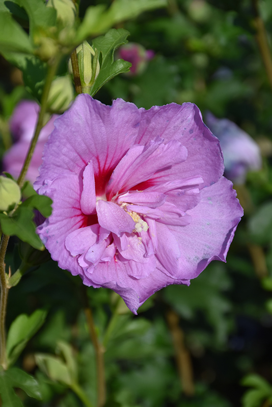 Lavender Chiffon Rose Of Sharon (Hibiscus syriacus 'Notwoodone') at Hillermann Nursery