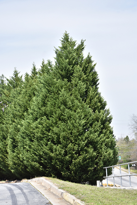 Leyland Cypress (Cupressocyparis x leylandii) at Hillermann Nursery
