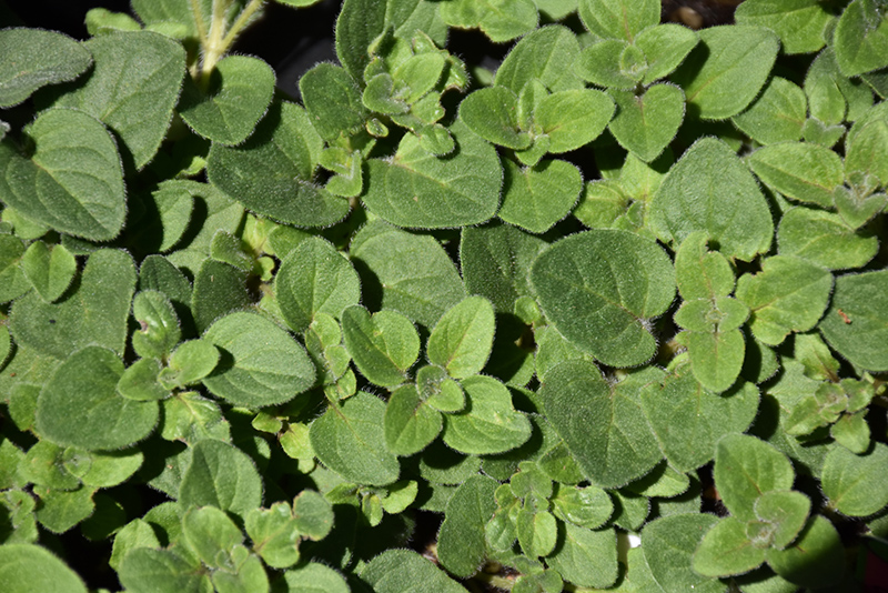 Hot And Spicy Oregano (Origanum 'Hot And Spicy') at Hillermann Nursery