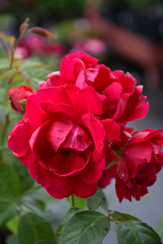 Blaze Rose (Rosa 'Blaze') at Hillermann Nursery