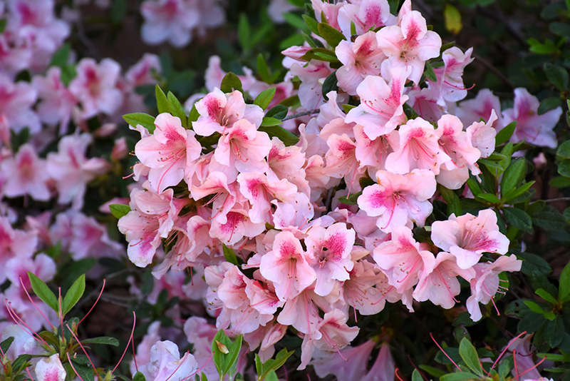 Encore Autumn Chiffon Azalea (Rhododendron 'Robled') at Hoffmann Hillermann Nursery & Florist