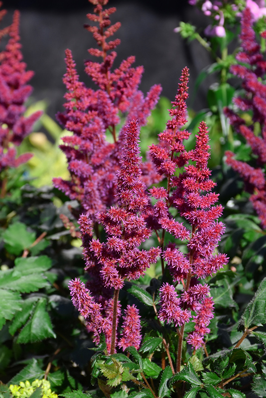 Visions in Red Chinese Astilbe (Astilbe chinensis 'Visions in Red') at Hillermann Nursery