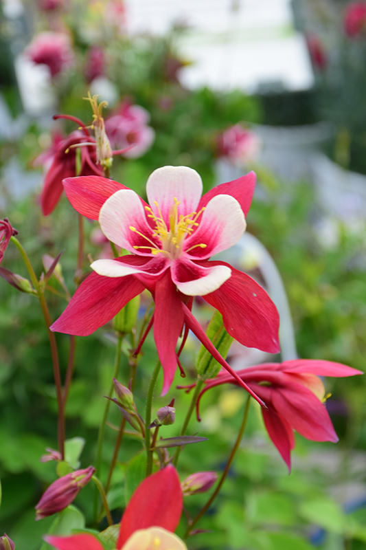 Origami Red and White Columbine (Aquilegia 'Origami Red and White') at Hillermann Nursery