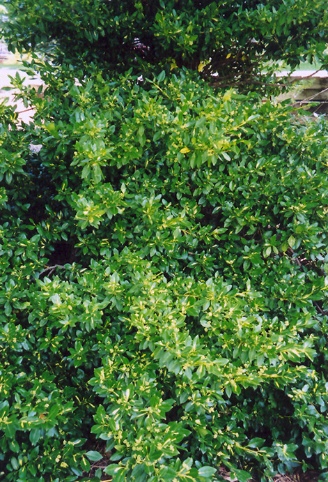 Wintercreeper (Euonymus fortunei) at Hoffmann Hillermann Nursery & Florist