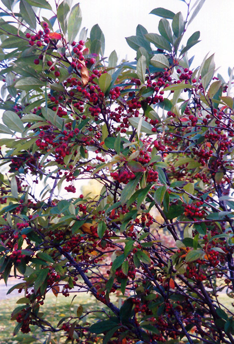Red Chokeberry (Aronia arbutifolia) at Hoffmann Hillermann Nursery & Florist